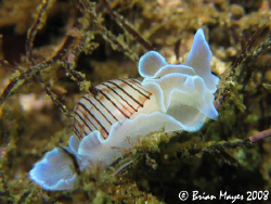 This Rose Petal Bubble Shell (Hydatina physis) is the Mar... by Brian Mayes 